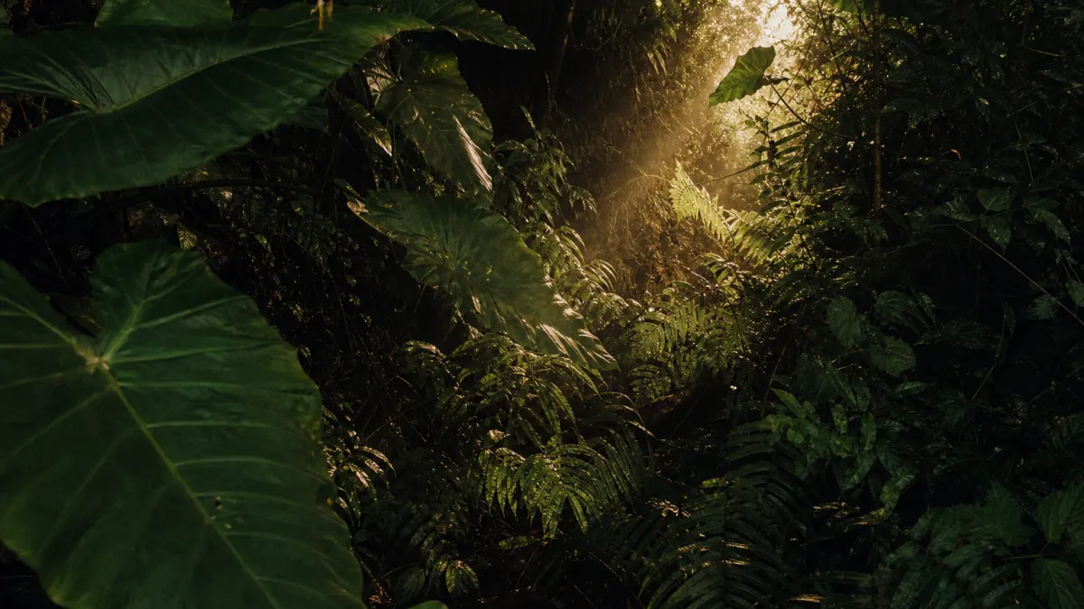Faune abondante : les régions du monde les plus riches